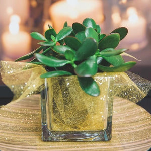 Richland Square Glass Cube Vase 4"  Set of 12